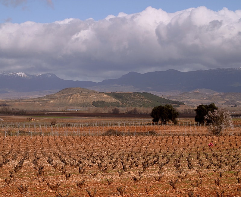 De beste wijn uit spanje - die vind je in La Rioja