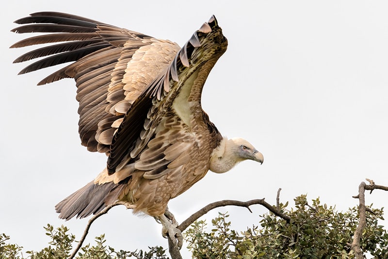 Spot bijzondere vogels en geniet van de natuur in het Spaanse Extremadura. Photocredits to roberto-navarro-b