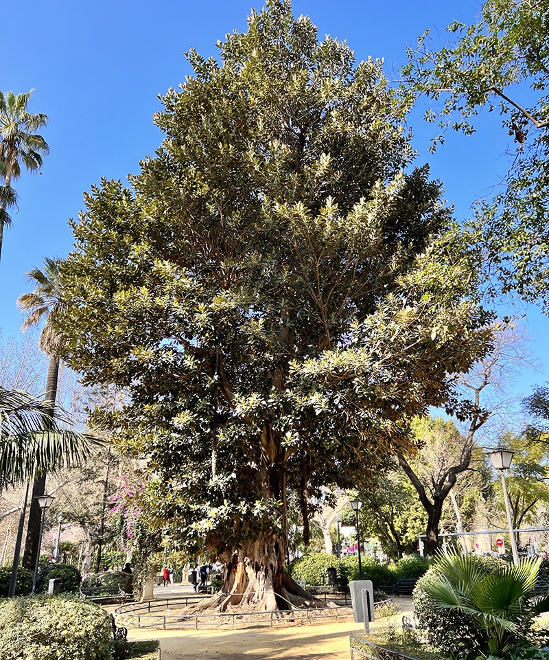 Parque de María Luisa