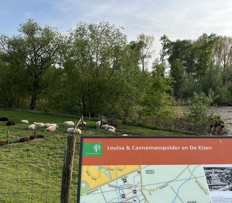 Nieuwe Dordtse Biesbosch - Louisa en Cannemanspolder en De Elzen