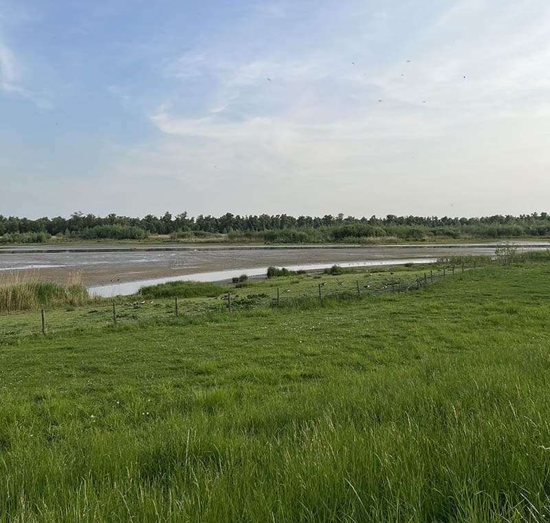 Nieuwe Dordtse Biesbosch - Tongplaat