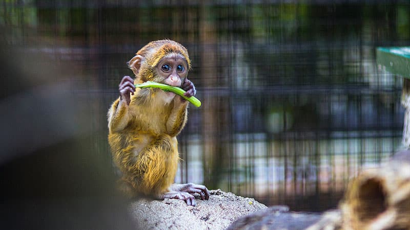 Dierentuin - dagje weg tijdens de herfstvakantie - photocredits -jimmy-chan