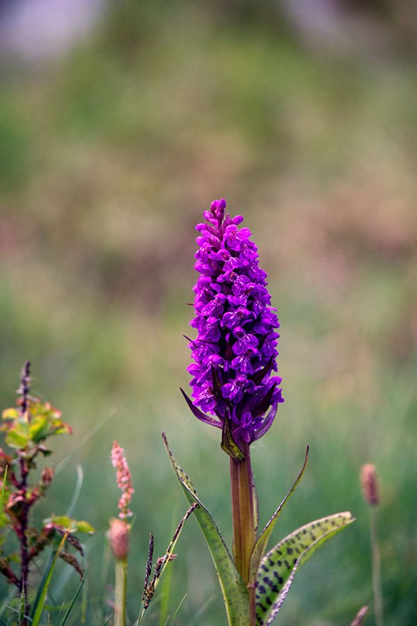 Het mooiste natuurgebied Zwanenwater in Noord Holland - job-vermeulen