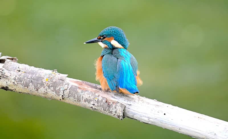 IJsvogel - Mooiste natuurgebied van Flevoland - Photocredits to mark-stoop