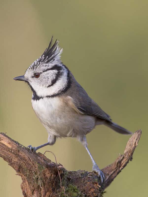 Mooiste natuurgebied - kuifmeesje in Diakonievene