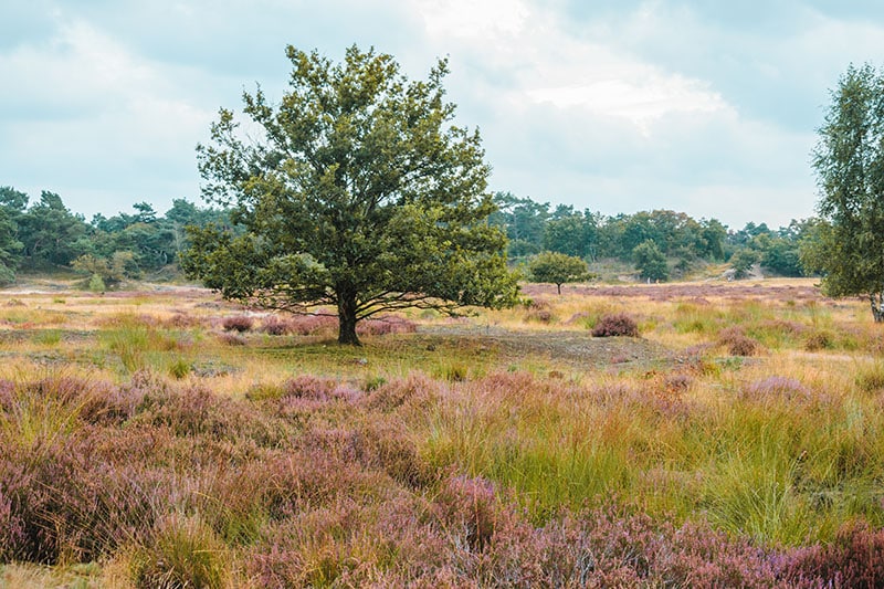 Mooiste natuurgebied van Nederland - Loonse en Drunense Duinen - Photocredits to job-savelsberg