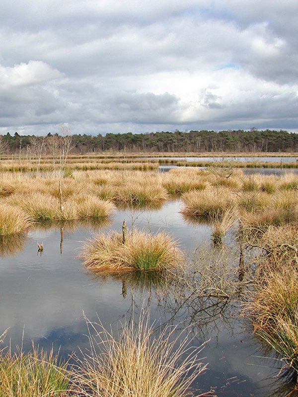 Mooiste natuurgebieden van Nederland - Diakonievene