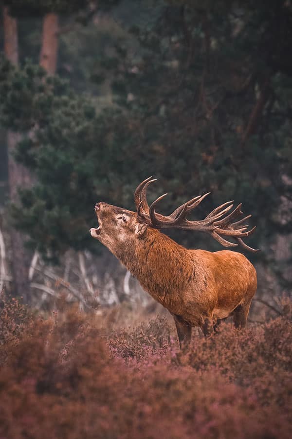 Nationaal Park de Hoge Veluwe - Photocredits to Tim ten cater