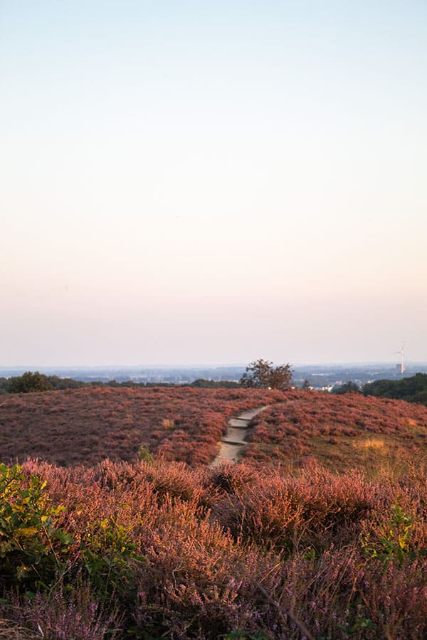 Nationaal Park de Hoge Veluwe - Photocredits to jonne-laagland-winder