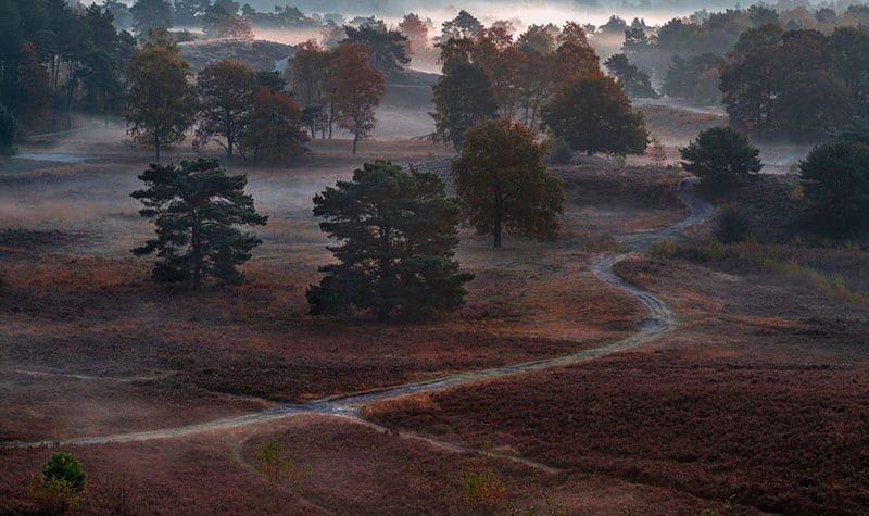 Natuurmonumenten - Brunnsummerheide -Stef-Ostrowski