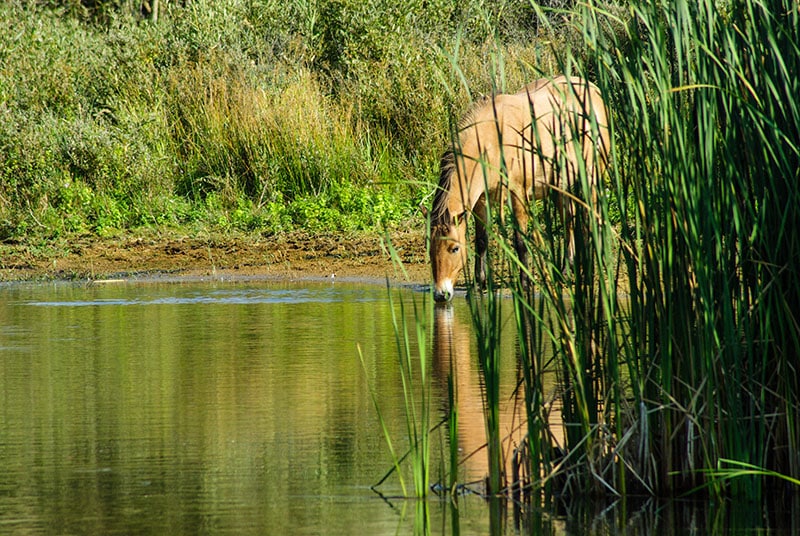 Noord hollands Duinreservaat -Photocredits to lutgarde-de-brouwer