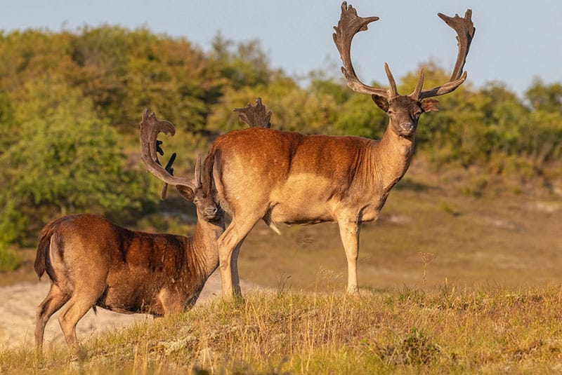 Oranjezon Damhert - mooiste natuurgebieden van Nederland - Zeeland