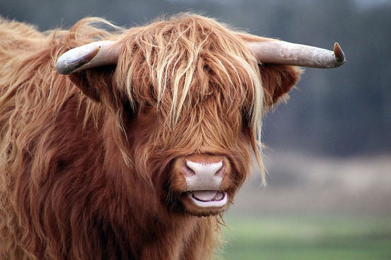 Schotse Hooglanders in een van de mooiste natuurgebieden van Nederland: de Dintelse Gorzen - Photocredits sjoukje-bos