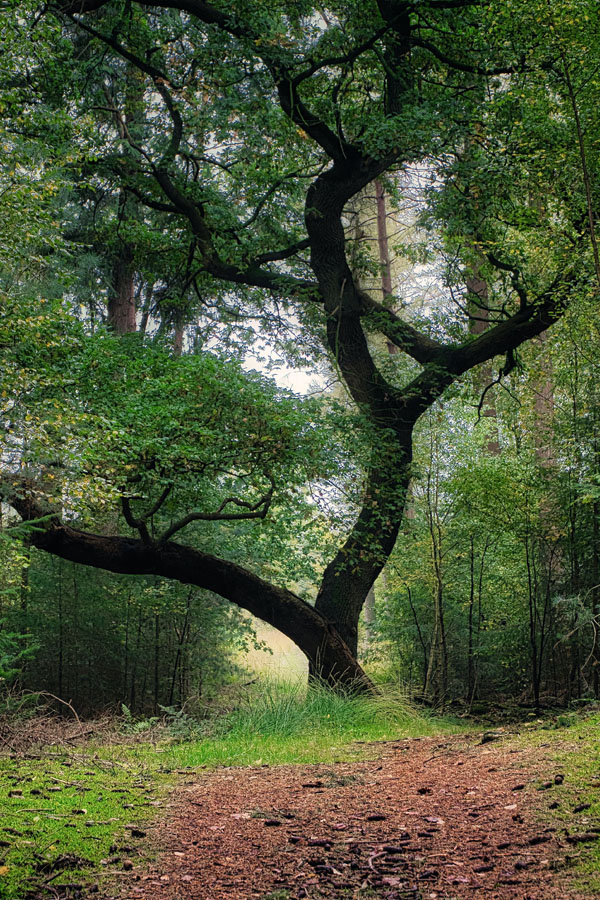 Utrechtse Heuvelrug - Photocredits to chasinglightz