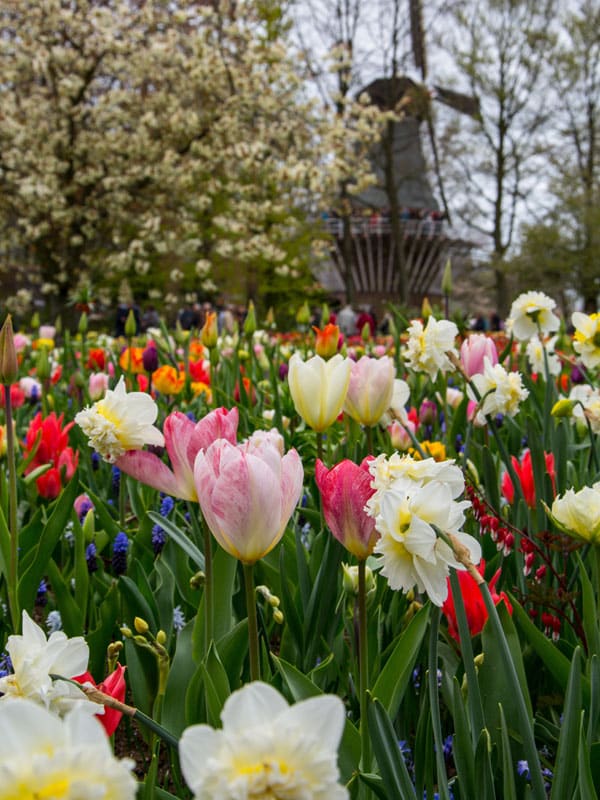 Reizen door Nederland - bloemen